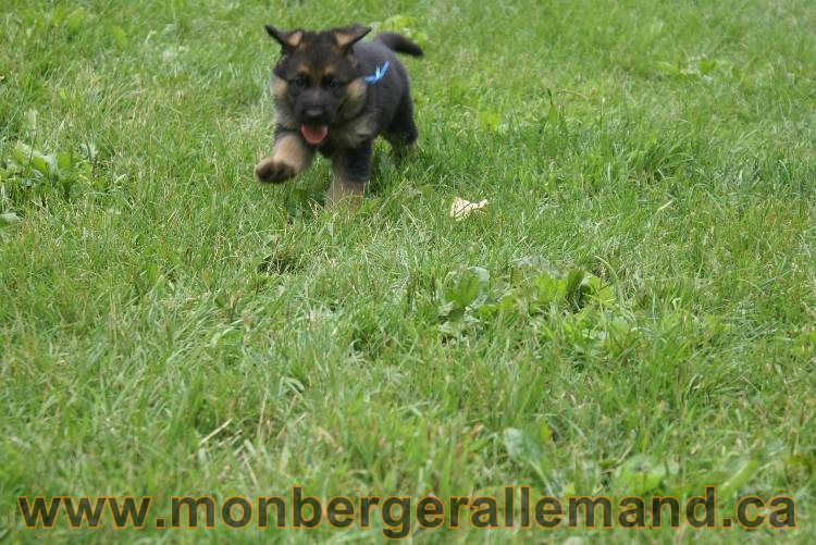 Les chiots berger allemand a Kenya 11 Juillet 2011