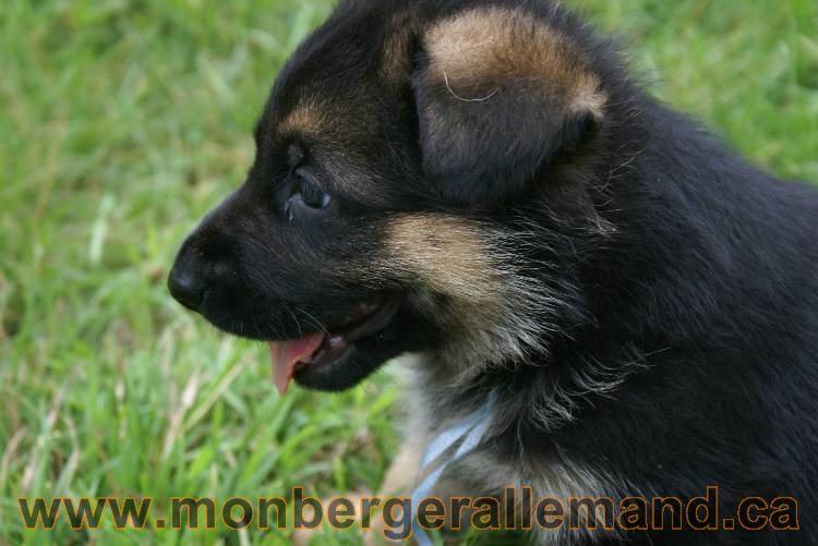 Les chiots berger allemand a Kenya 11 Juillet 2011