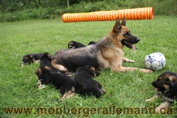 Les chiots berger allemand a Kenya 11 Juillet 2011