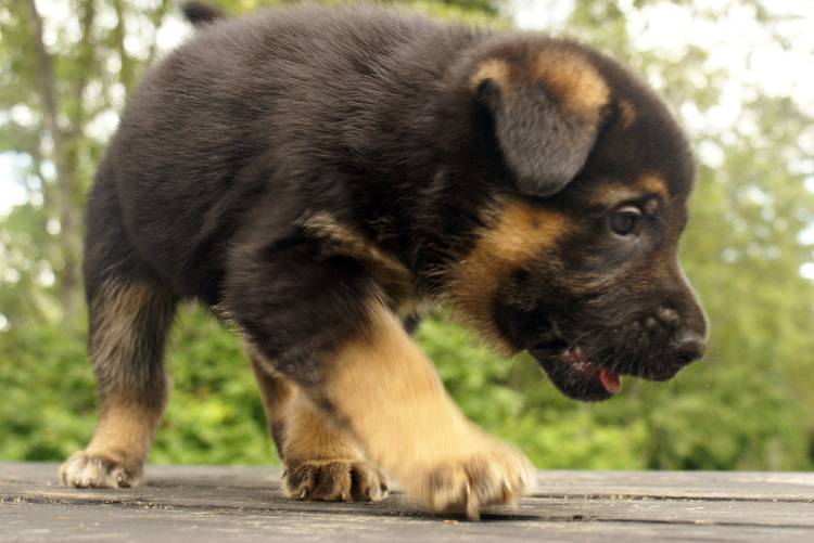 Les chiots berger allemand a Roxy - 22 Juillet 2011