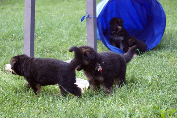 Les chiots berger allemand a Roxy - 22 Juillet 2011