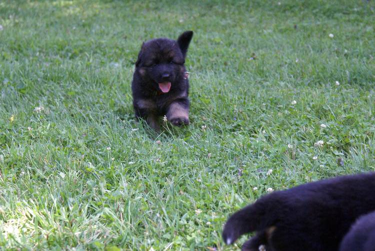 Nos chiots et chien berger allemand - 17 juillet 2011