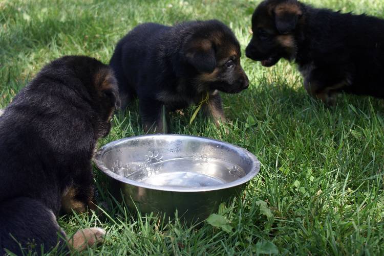 Nos chiots et chien berger allemand - 17 juillet 2011