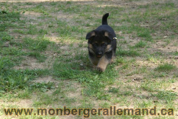 Les chiots a Kenya , 2 chiots berger allemand encorte disponible sur cette portée