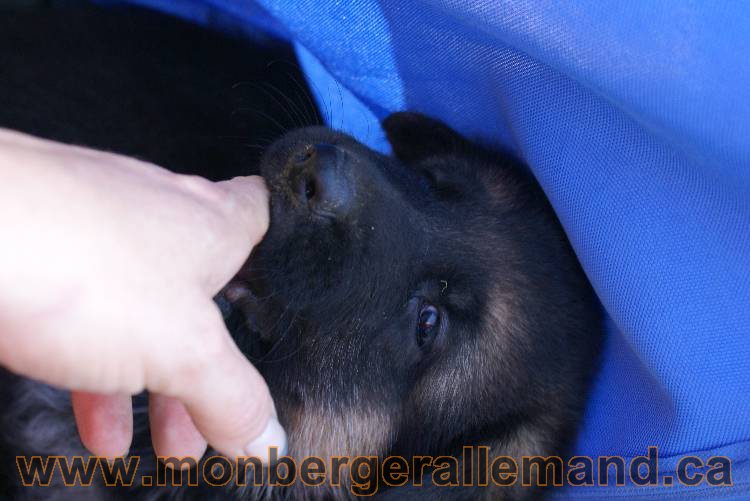 Les chiots a Kenya , 2 chiots berger allemand encorte disponible sur cette portée