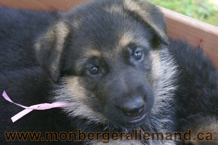 Les chiots a Kenya , 2 chiots berger allemand encorte disponible sur cette portée