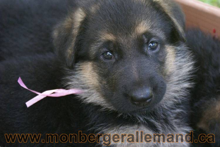 Les chiots a Kenya , 2 chiots berger allemand encorte disponible sur cette portée