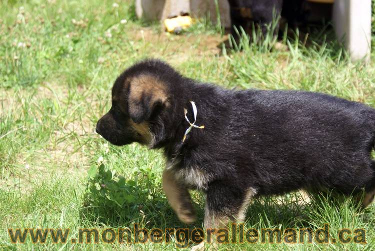 Les chiots berger allemand a Kenya - 13 juillet 2011