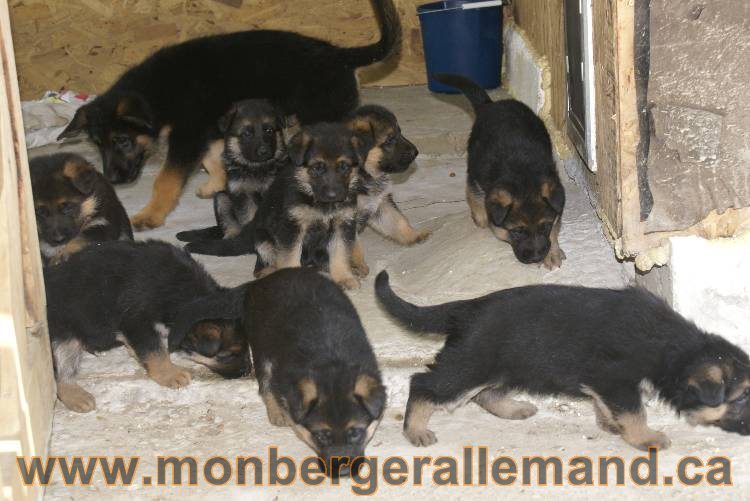 Les chiots berger allemand a Kenya - 5 juillet 2011