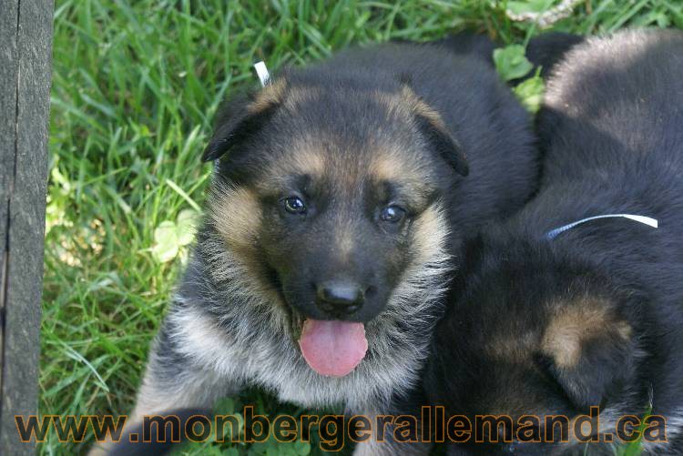 Les chiots berger allemand a Kenya - 5 juillet 2011