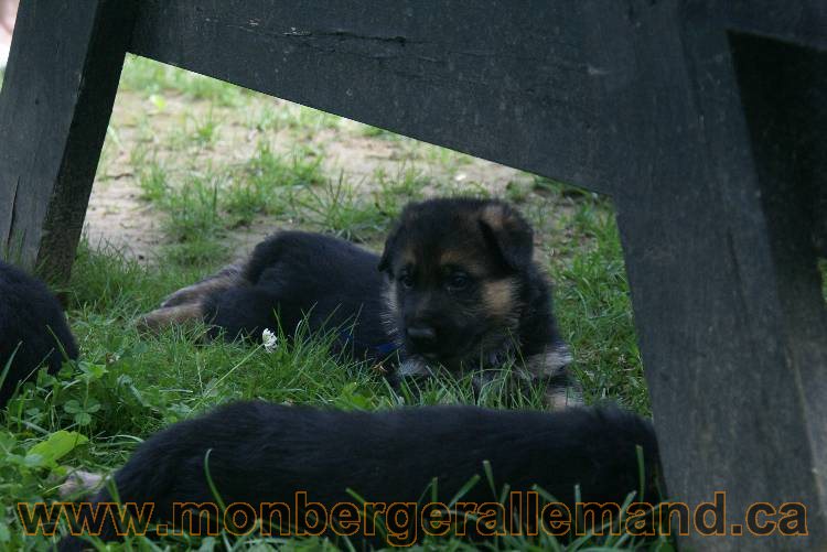 Les chiots berger allemand a Kenya - 5 juillet 2011