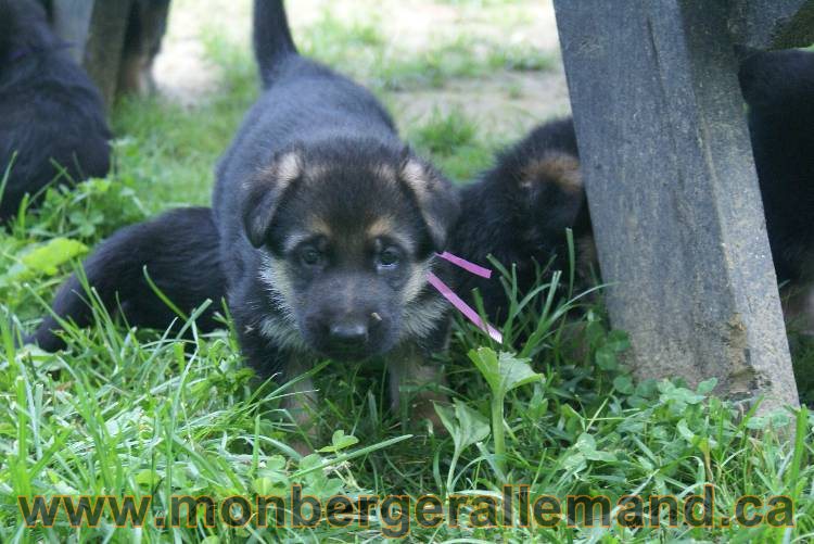 Les chiots berger allemand a Kenya - 5 juillet 2011