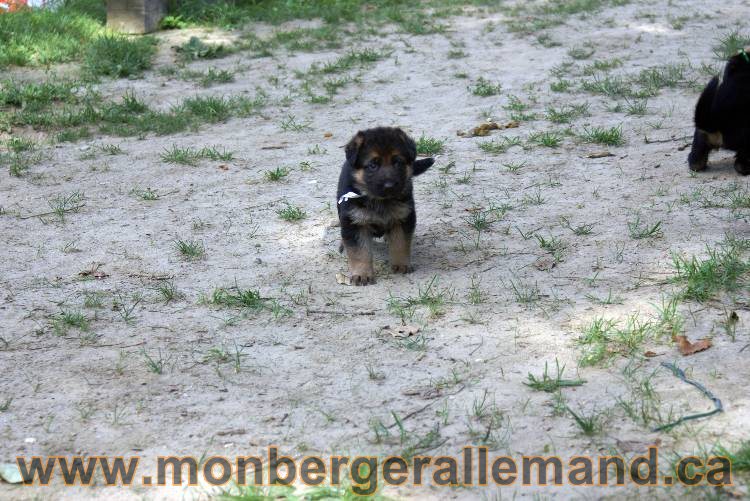 Les chiots et chien berger allemand - 16 juillet 2011