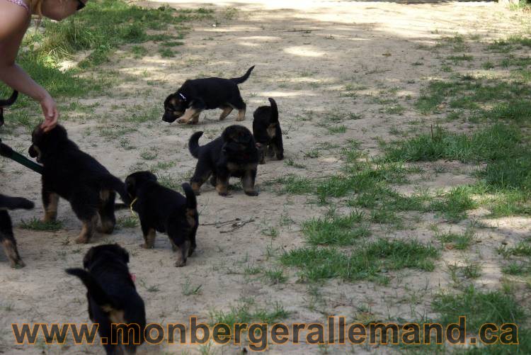 Les chiots et chien berger allemand - 16 juillet 2011