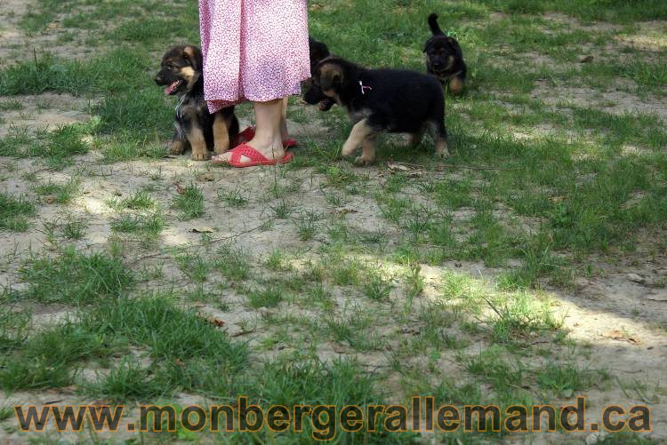 Les chiots et chien berger allemand - 16 juillet 2011