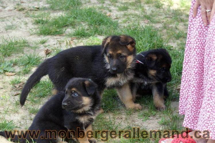 Les chiots et chien berger allemand - 16 juillet 2011