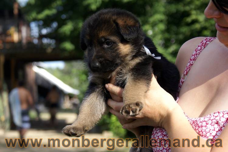 Les chiots et chien berger allemand - 16 juillet 2011