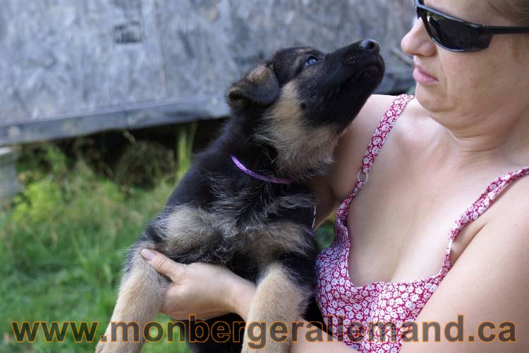 Les chiots et chien berger allemand - 16 juillet 2011