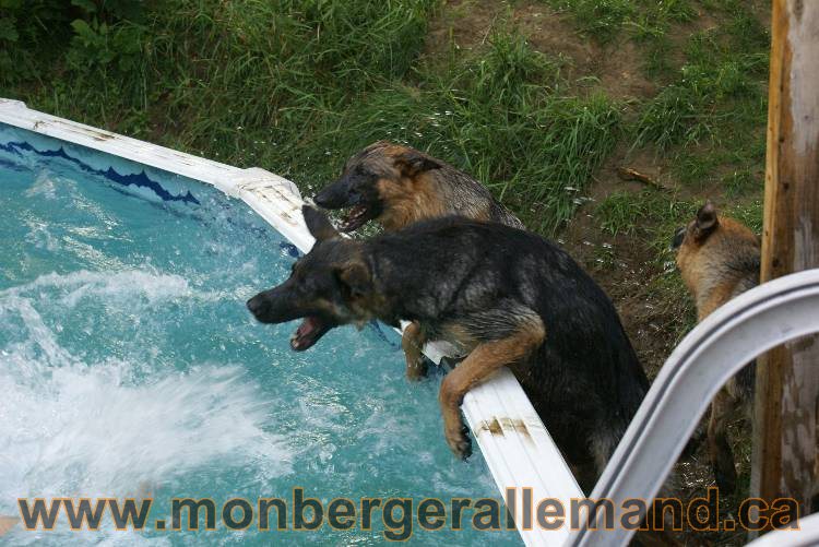 Les chiots et chien berger allemand - 16 juillet 2011