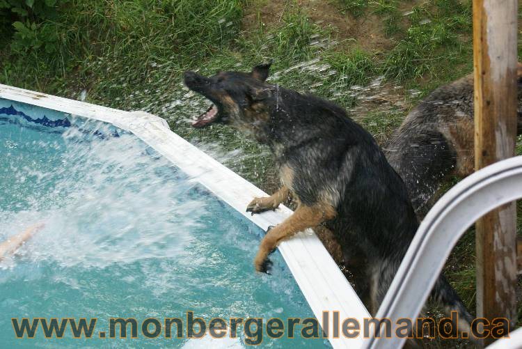 Les chiots et chien berger allemand - 16 juillet 2011