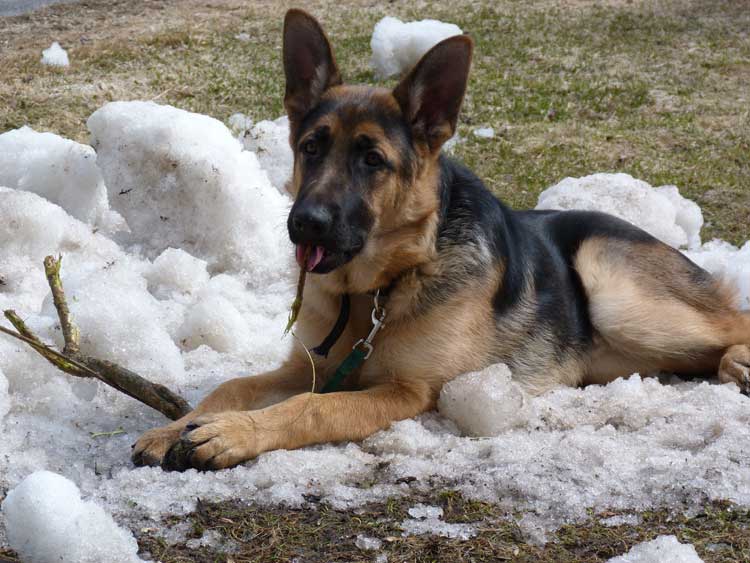 Flic - Superbe chiot Berger allemand de 7 mois