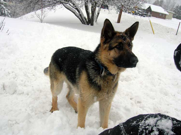 Molly Femelle berger allemand de 1 ans