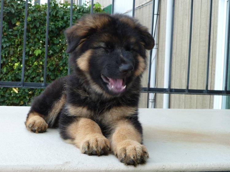 Yogi - Bear, chiot berger allemand Male de Roxy et Vidal